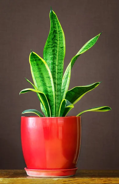 Sansevieria trifasciata in flowerpot — Stock Photo, Image