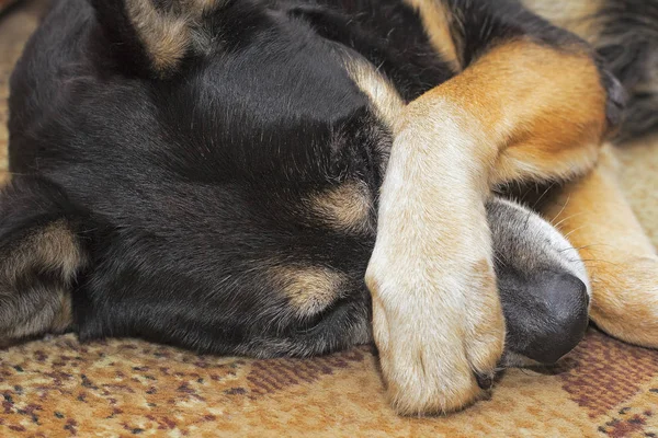 Dog covering nose — Stock Photo, Image