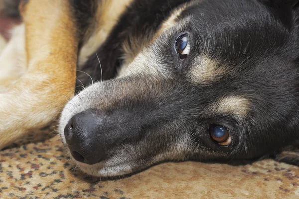 Cão assustado preto — Fotografia de Stock