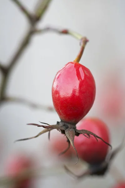 Kırmızı köpek gül berry — Stok fotoğraf