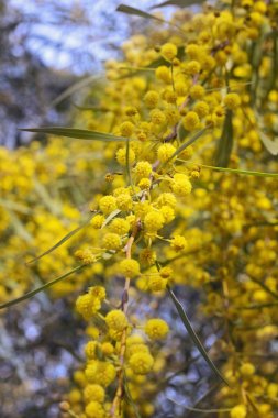 Sarı akasya dealbata