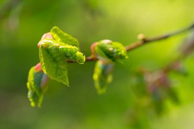 Yeşil ıhlamur Filiz