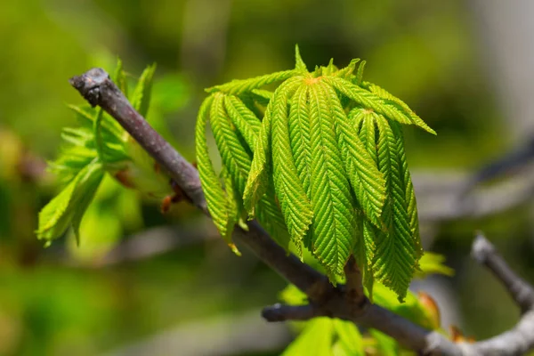 Green sprout of chestnut tree — Stock Photo, Image