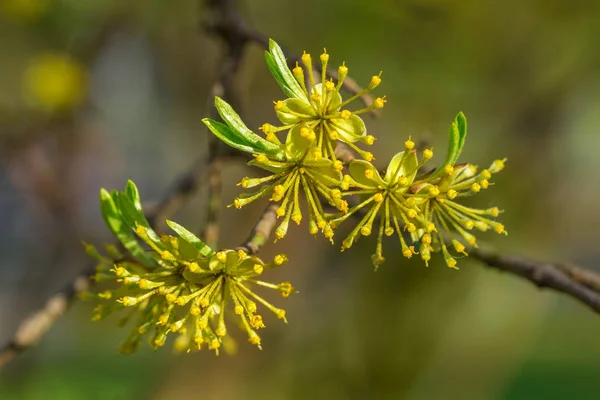 Yellow cherry blossoms — Stock Photo, Image