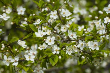 Beyaz kiraz çiçekleri 