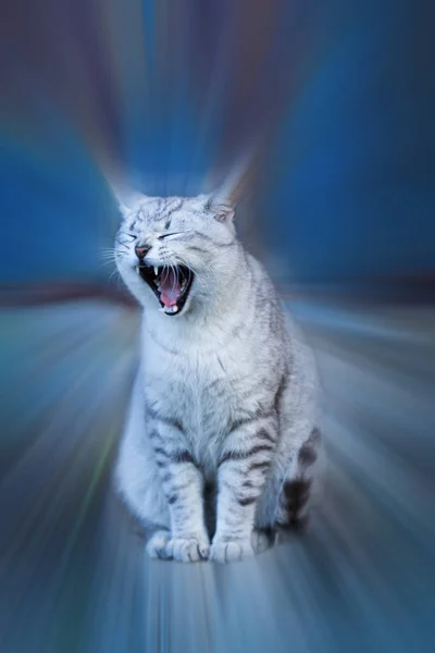Gato cinzento sonolento — Fotografia de Stock