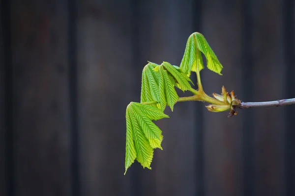 Green sprout of chestnut tree — Stock Photo, Image