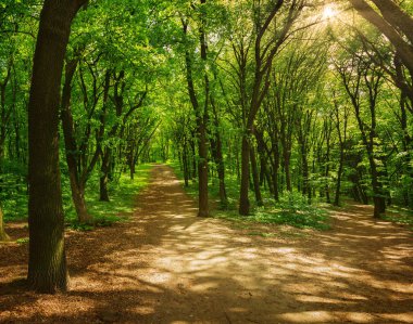 Holosiivskyi Milli Parkı