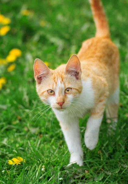 Zvědavý červená kočka — Stock fotografie