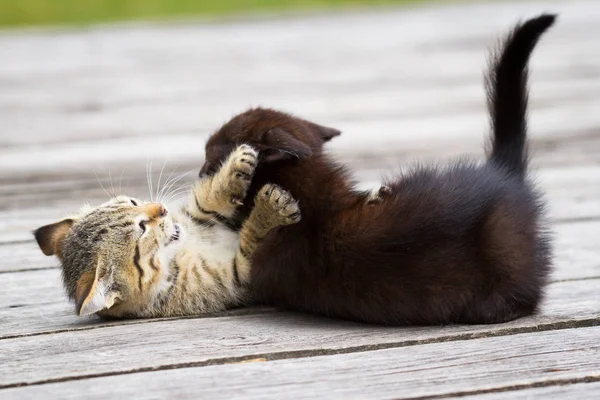 Два маленьких котенка играют — стоковое фото