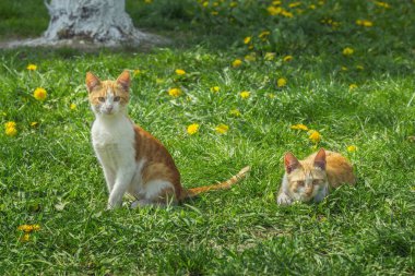 İki kırmızı ve beyaz yavru kedi