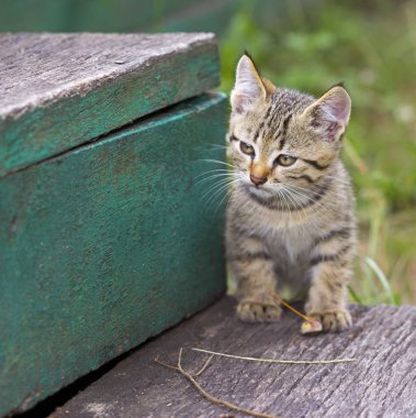 Genç yavru kedi gizlice