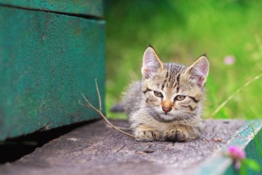 Bir sopa ile oynayan yavru kedi