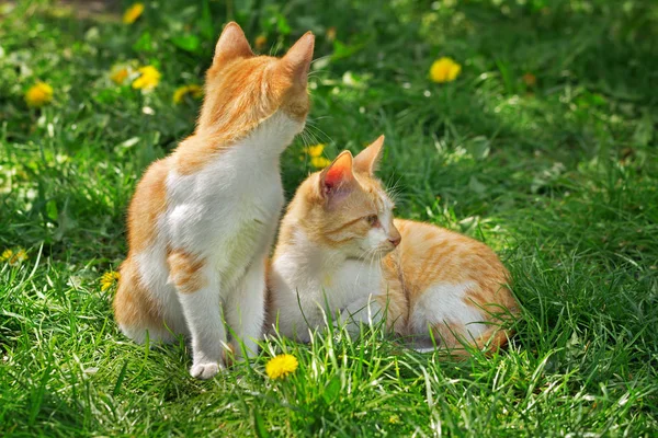 İki kırmızı ve beyaz yavru kedi