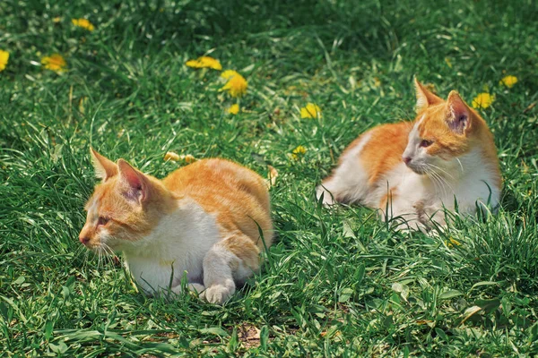 Oynayan iki küçük yavru kedi