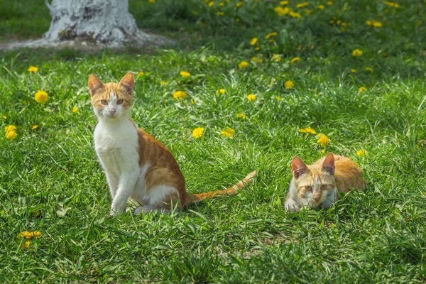 İki kırmızı ve beyaz yavru kedi