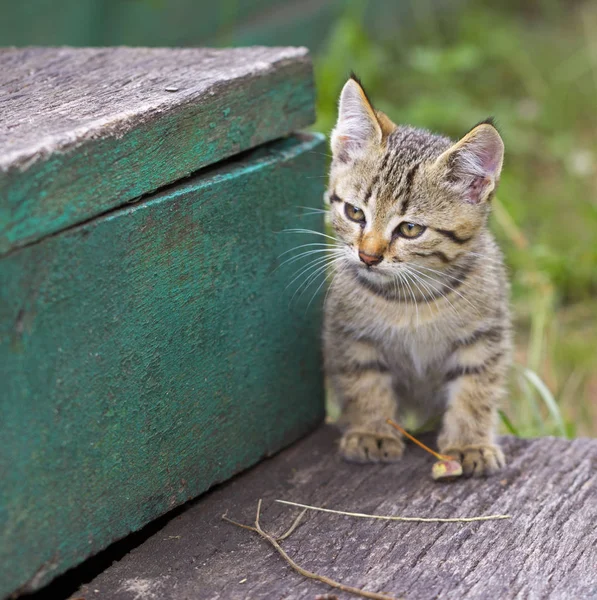 Genç yavru kedi gizlice