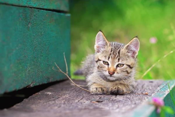Bir sopa ile oynayan yavru kedi