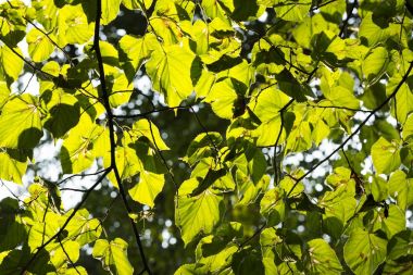 Greeen güneş tarafından isabet bırakır