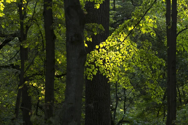 Γαλήνια ατμόσφαιρα στο δάσος — Φωτογραφία Αρχείου