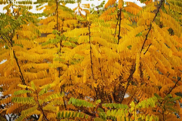 노란 아카시아의 잎 — 스톡 사진