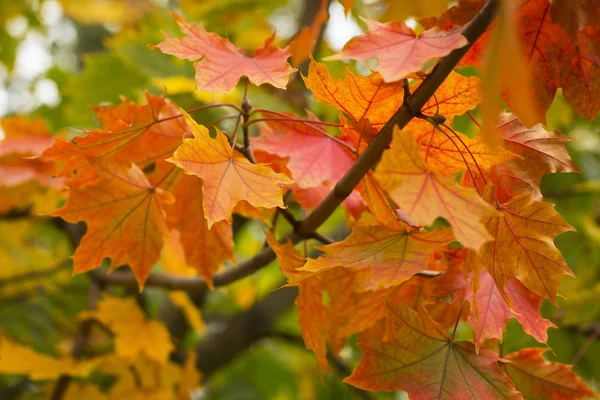 여러 가지 빛깔된의 단풍 잎 — 스톡 사진