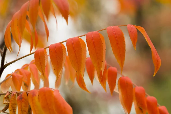 옻나무의 붉은 잎 — 스톡 사진