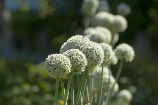 Allium białe kwiaty — Zdjęcie stockowe