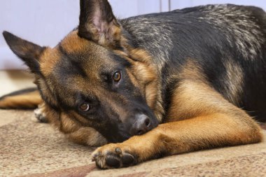 Rahatsız çoban köpeği