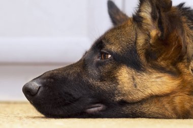 Profil görünümü çoban köpeği'nın baş