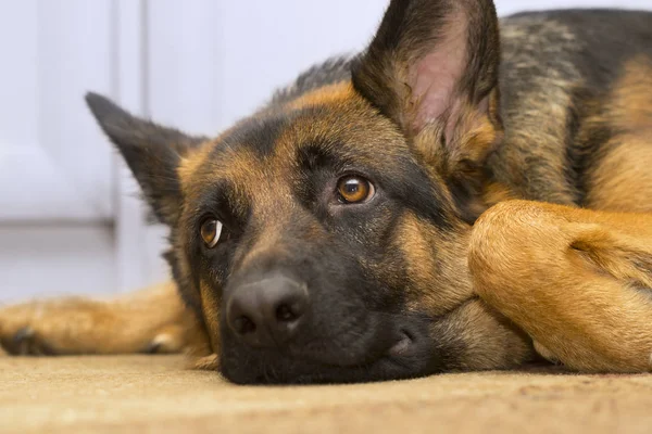 Schäferhund Nahaufnahme — Stockfoto