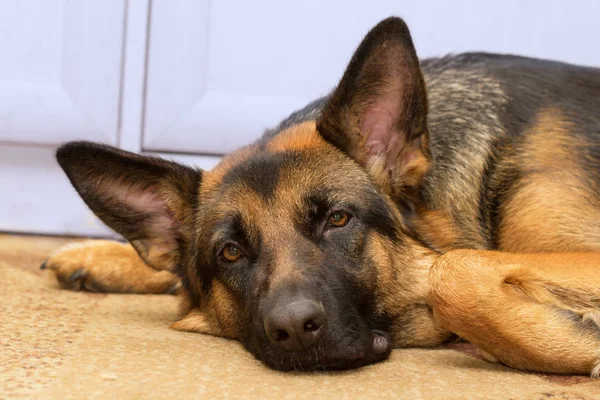 Listening to the owner — Stock Photo, Image