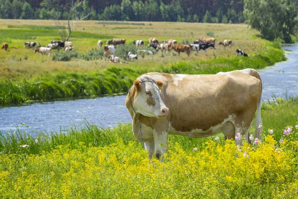 Cow grazing at pasture — Stock Photo, Image
