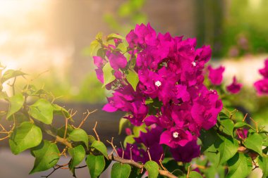 Kırmızı bougainvillea çiçek