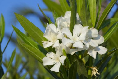 Beyaz nerium oleander