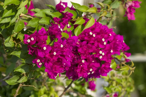 Flor de Bougainvillea vermelha — Fotografia de Stock