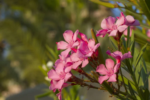 Oleandro de nério rosa — Fotografia de Stock