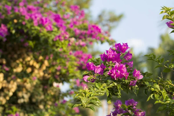 Flor de Bougainvillea vermelha — Fotografia de Stock