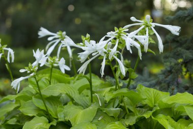 Beyaz funkia hosta lancifolia