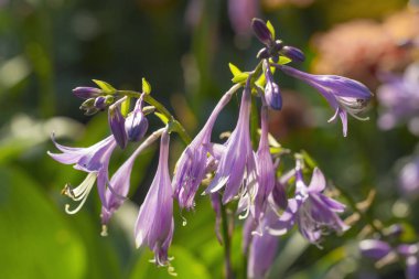 Mor funkia hosta lancifolia