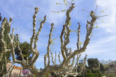 Barselona Ciutadella parkta Ağaçlar