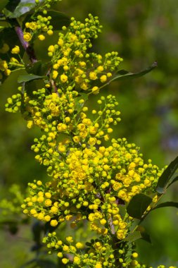 Yellow mahonia japonica