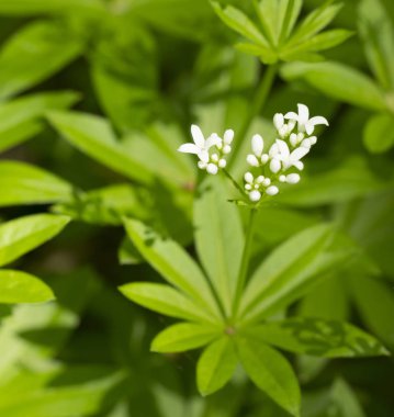 White sweetscented bedstraw