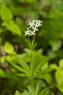 White sweetscented bedstraw