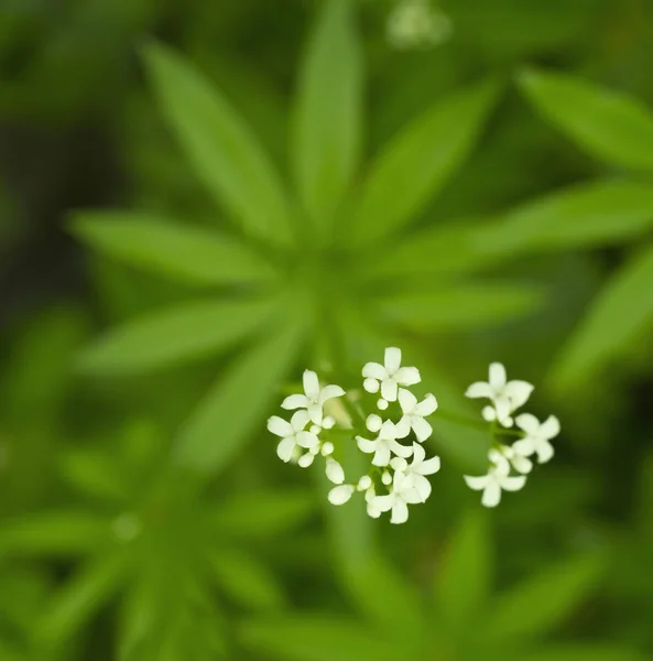 White sweetscented bedstraw — Stockfoto