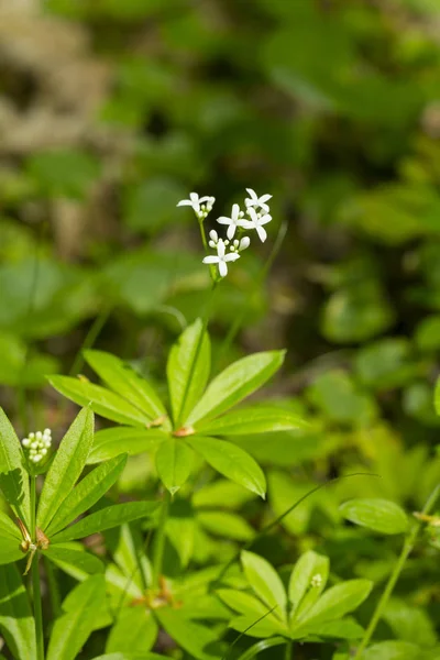 White sweetscented bedstraw — Stok fotoğraf