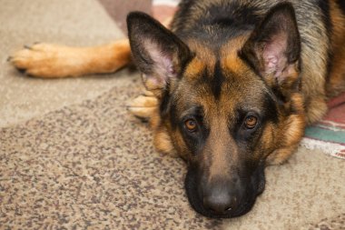 çoban köpeğinin portresi