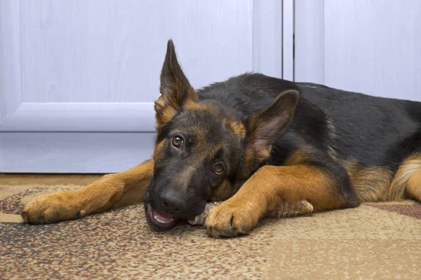 Shepherd dog puppy having a meal — Stock Photo, Image