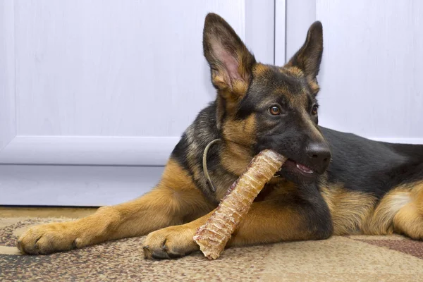 牧羊犬狗狗吃饭 — 图库照片