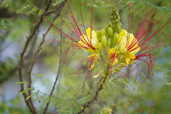 Pájaro turco del paraíso flor amarilla — Foto de Stock